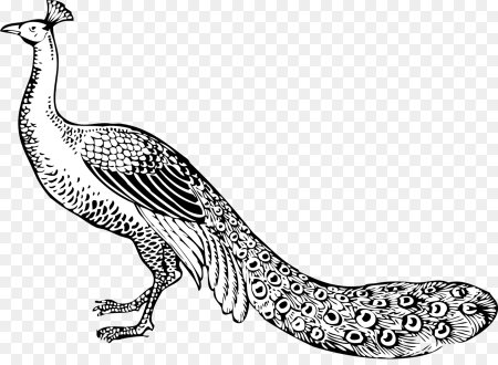 Павлин черно белый