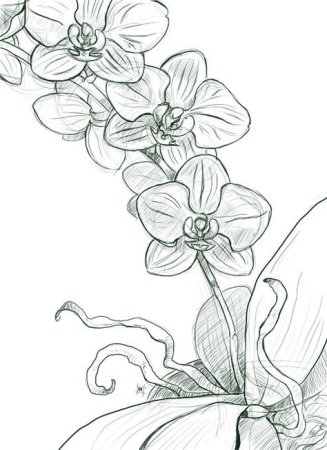 Цветок орхидеи карандашом