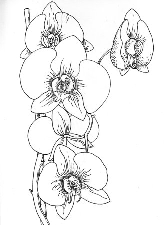 Орхидея линейный рисунок