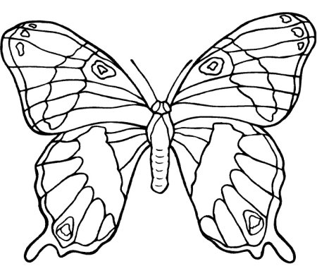 Раскраска "бабочки"