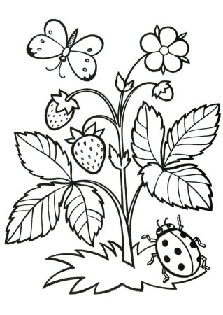 Клубника раскраска для детей