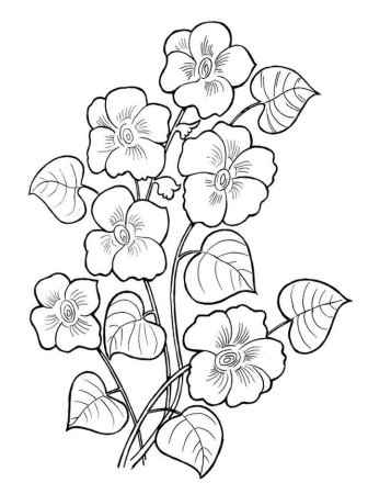 Рисунки для раскрашивания цветы