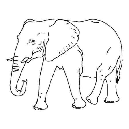 Слоник контур