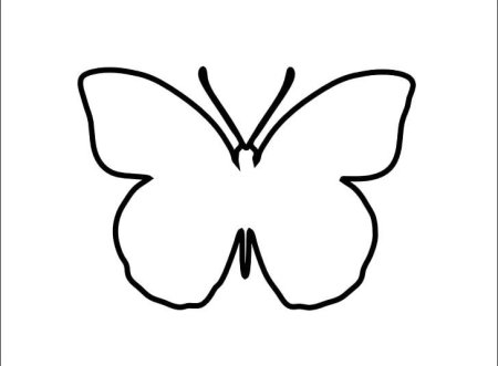 Бабочка контур