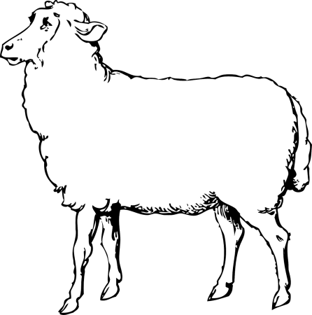 Овечка контурный рисунок