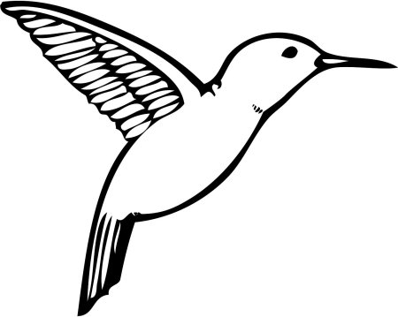 Колибри контур