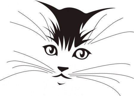Мордочка кота