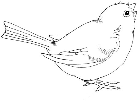 Птица контур
