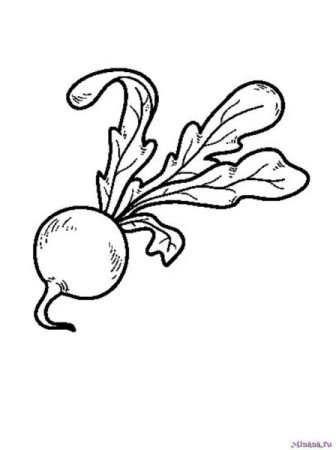 Редис раскраска