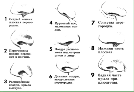 Формы Носов у человека