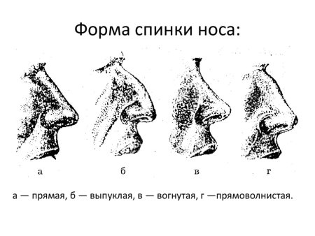 Степень выступания носа криминалистика