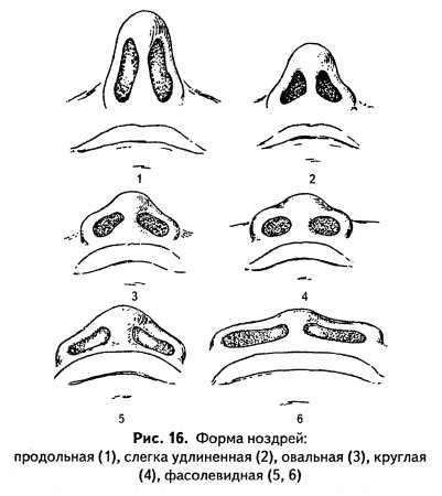 Форма кончика носа криминалистика