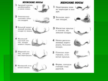 Типы Носов и их название