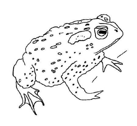 Лягушка черно белая