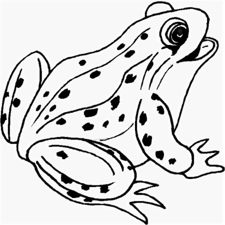 Лягушка картинка раскраска