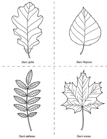 Листья клена рябины дуба березы