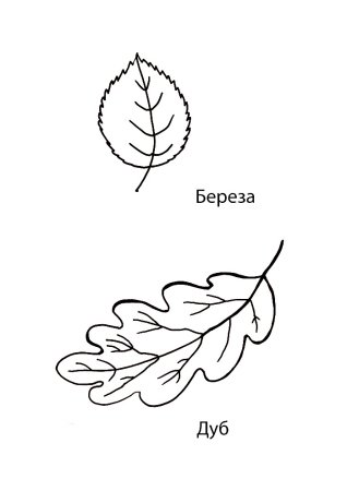 Контурные рисунки листьев дуба березы клена липы осины (42 фото)