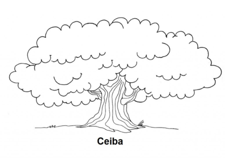 Дерево дуб раскраска