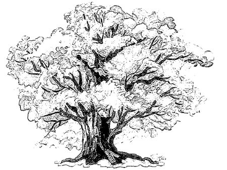 Дерево рисунок черно белый