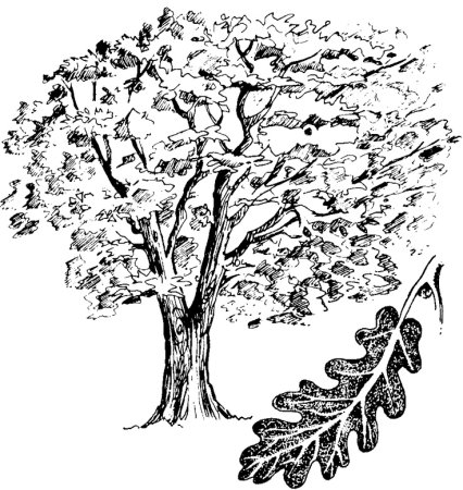 Нарисовать дерево