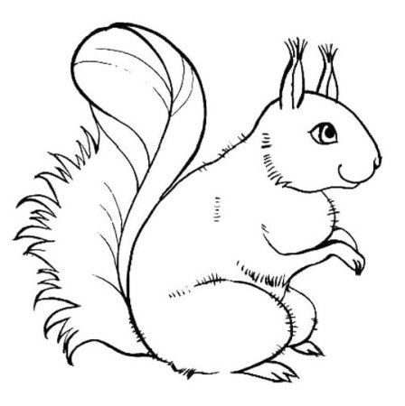 Раскраска Белочка