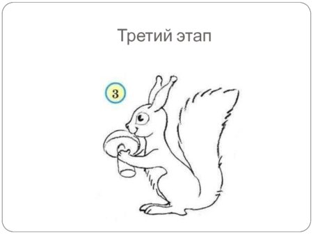 Раскраска Белочка