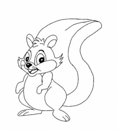 Белочка рисунок карандашом