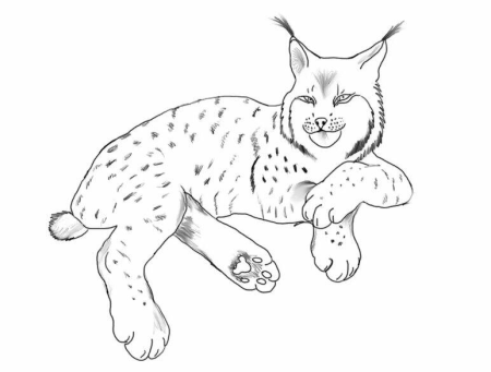 Рысь рисунок