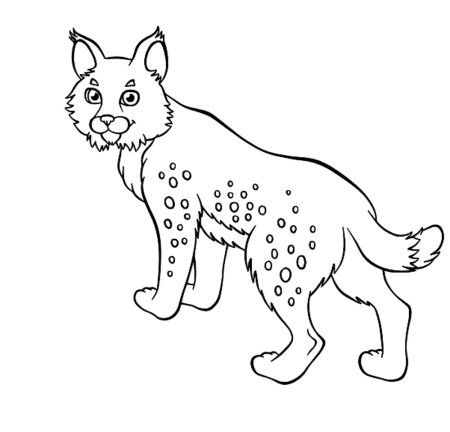 Морда рыси контур