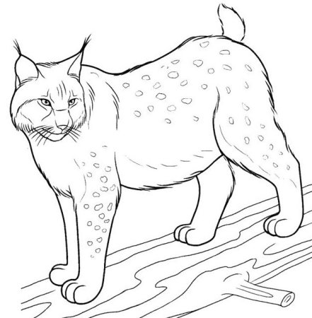 Трафарет рыси для рисования