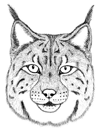 Рысь рисунок