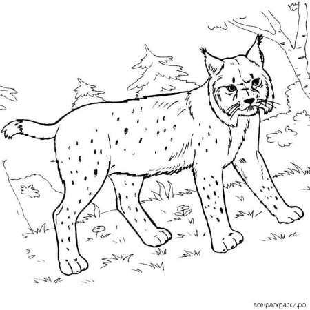 Рысь рисунок