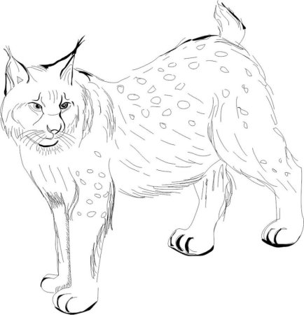 Рысь раскраска