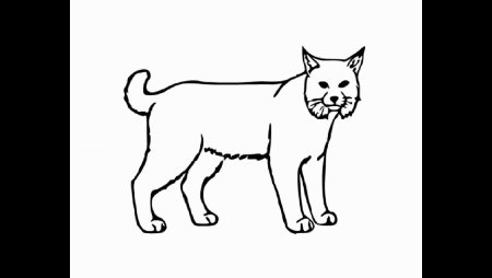 Анатомия рыси