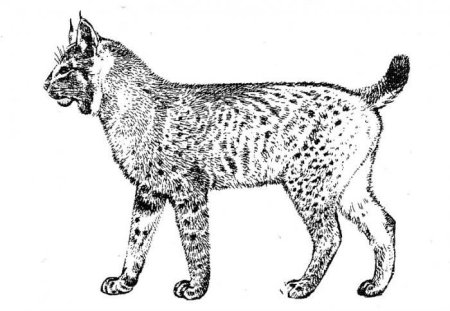 Лайны рысей