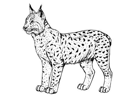 Раскраска Рысь карандашом