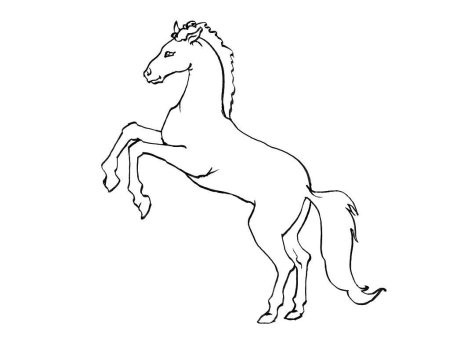 Лошадь контур