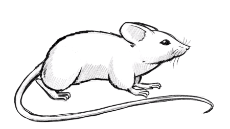 Контурные рисунки мышка (46 фото)