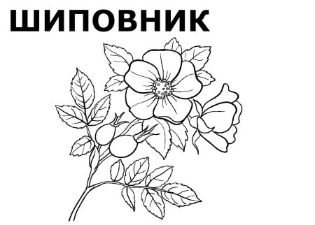 Ветка шиповника Графика