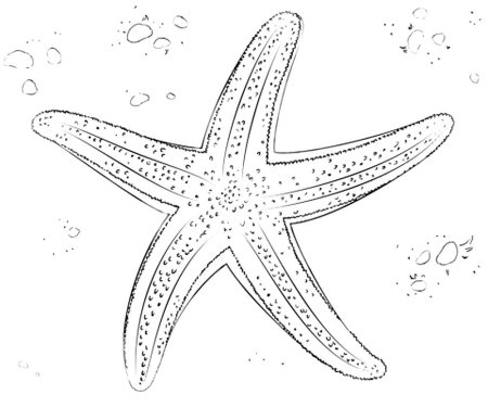 Аппликация морская звезда