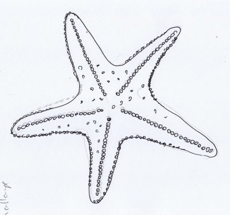 Раскраски ракушки морские