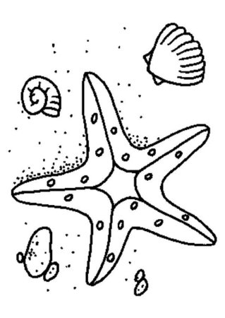Морская звезда контурный рисунок (45 фото)