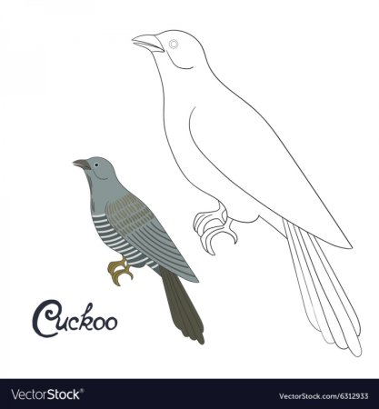 Кукушка рисунок