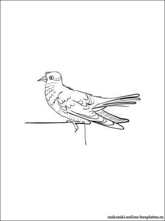 Раскраска птицы Кукушка