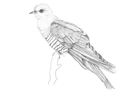 Раскраска птицы Кукушка