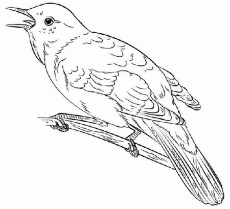 Птицы. Раскраска