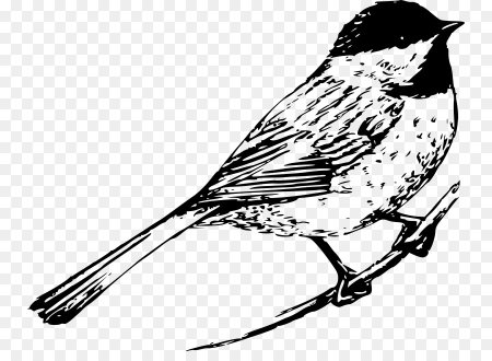 Синичка раскраска для малышей