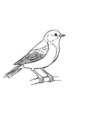 Синица раскраска для детей
