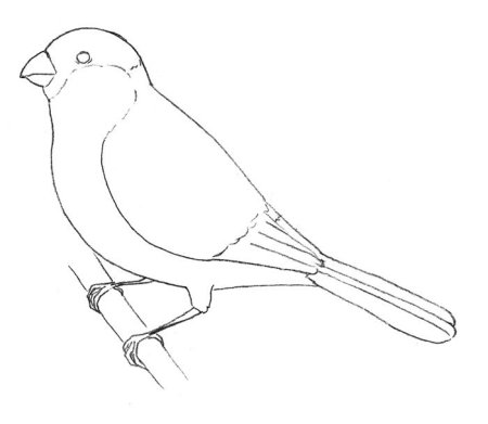 Синичка раскраска для детей