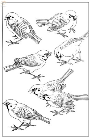 Синица раскраска